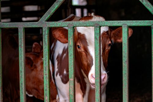 Foto: Kalb hinter Stallgitter
